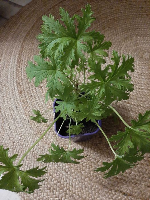 Kwiat anginka geranium. Leczniczy