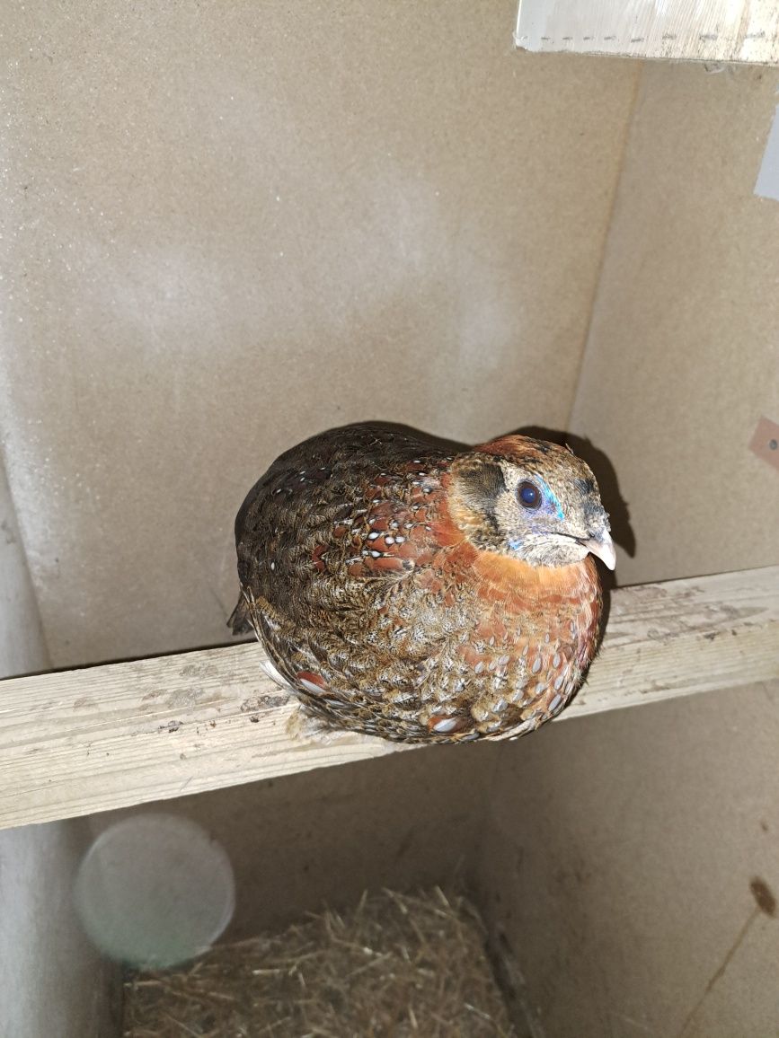 Tragopan temminckii , modrolicy samiec 2023