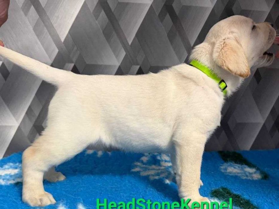 Щенки Питомника Лабрадор ретривер