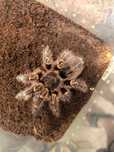 Grammostola pulchripes SAMICA