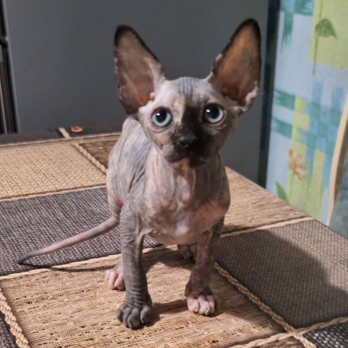 Котята канадский сфинкс