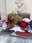 Chlopczyk Maltipoo F1 XS