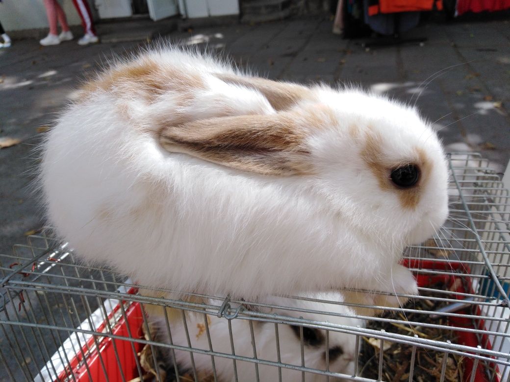 Продам декоративных кролик