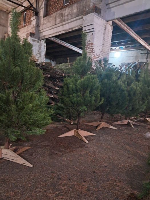 Ялинка Сосна новорічна