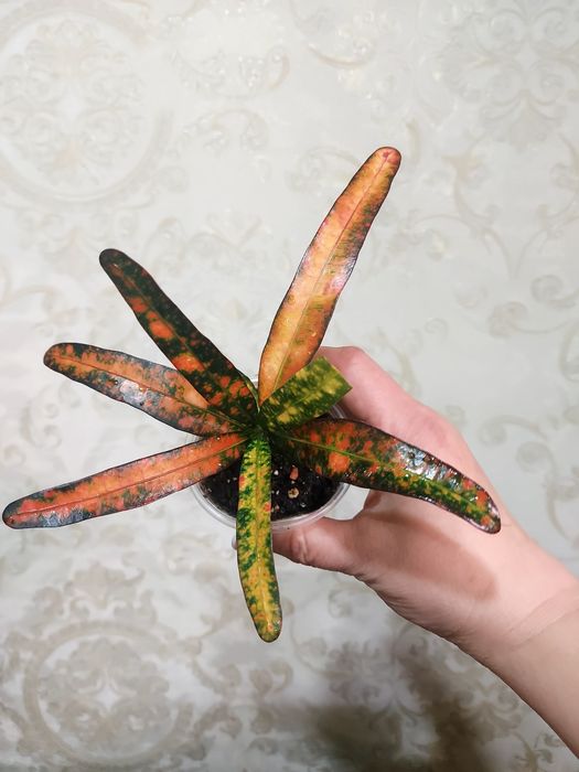 Продам кротон Батік