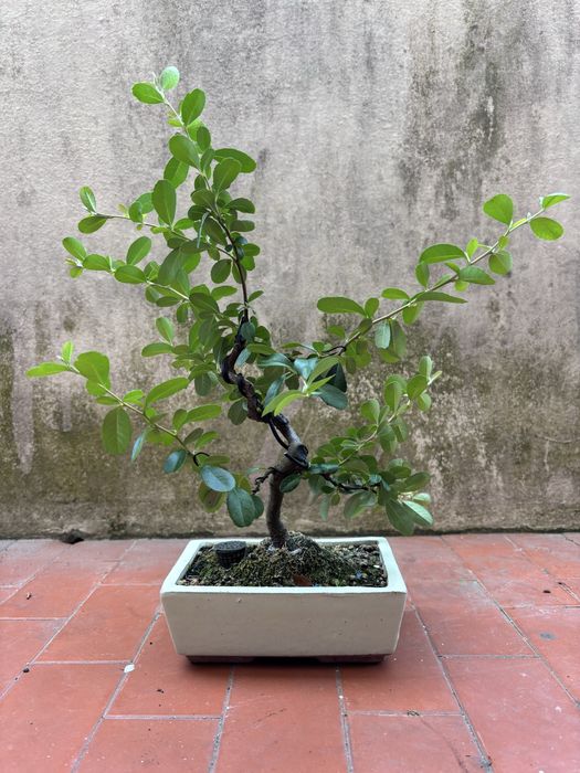 Piracanta Bonsai