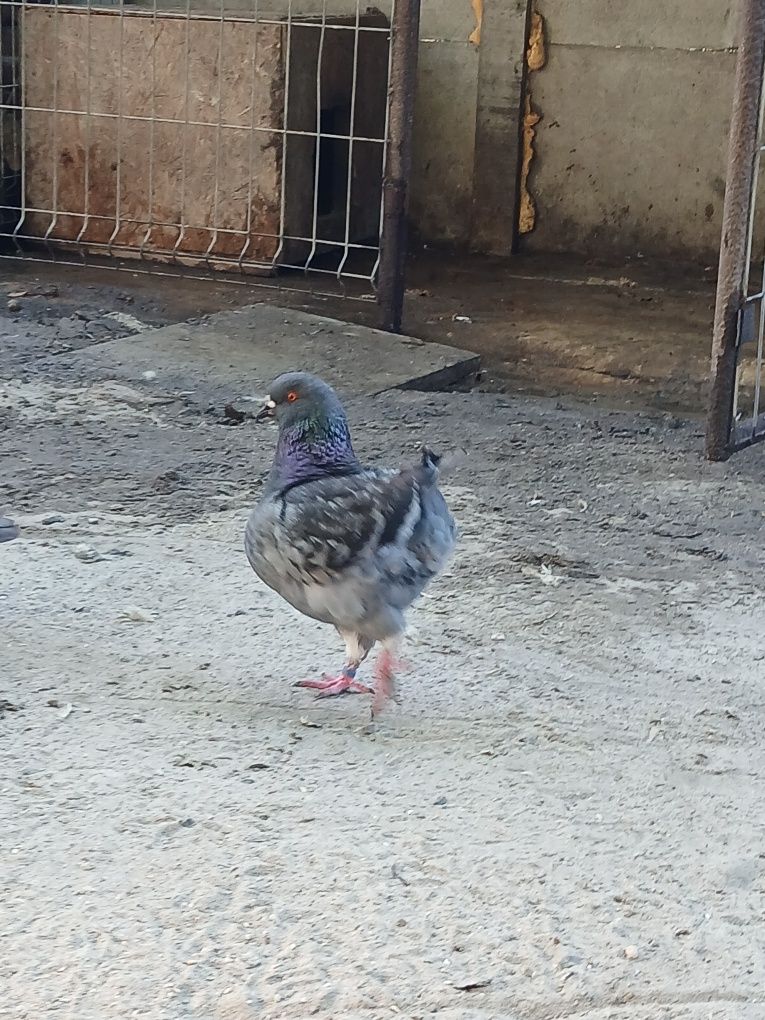 Kingi Kingi gołębie