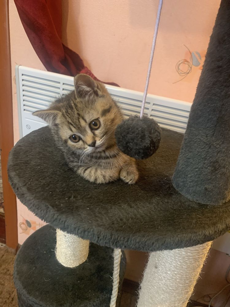 Шотландские  котята