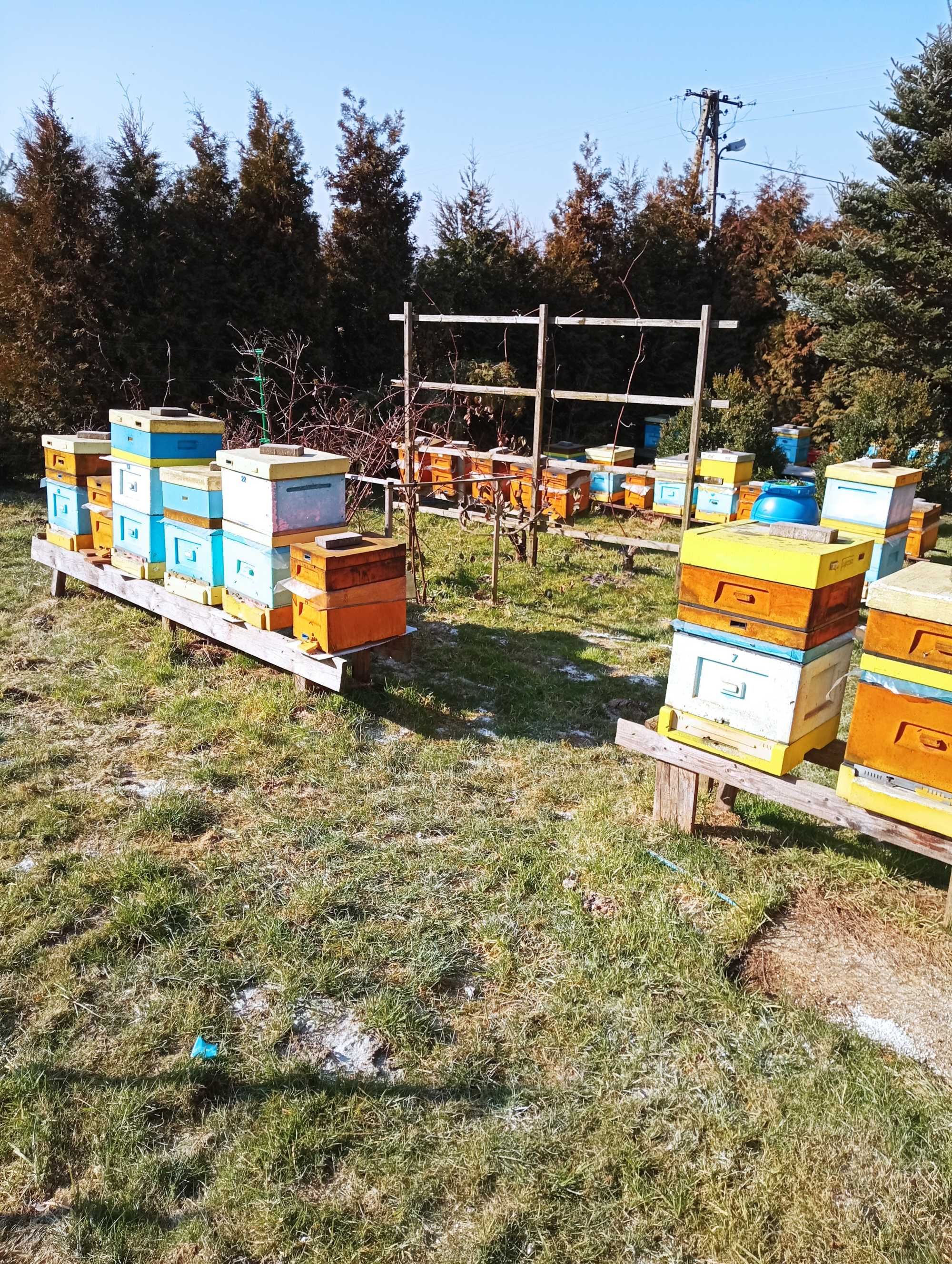 Matki pszczele/odkłady pszczele