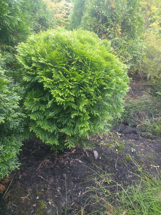 Thuja Tuja Kulista Danica Producent Tanio Okazjia Promocja