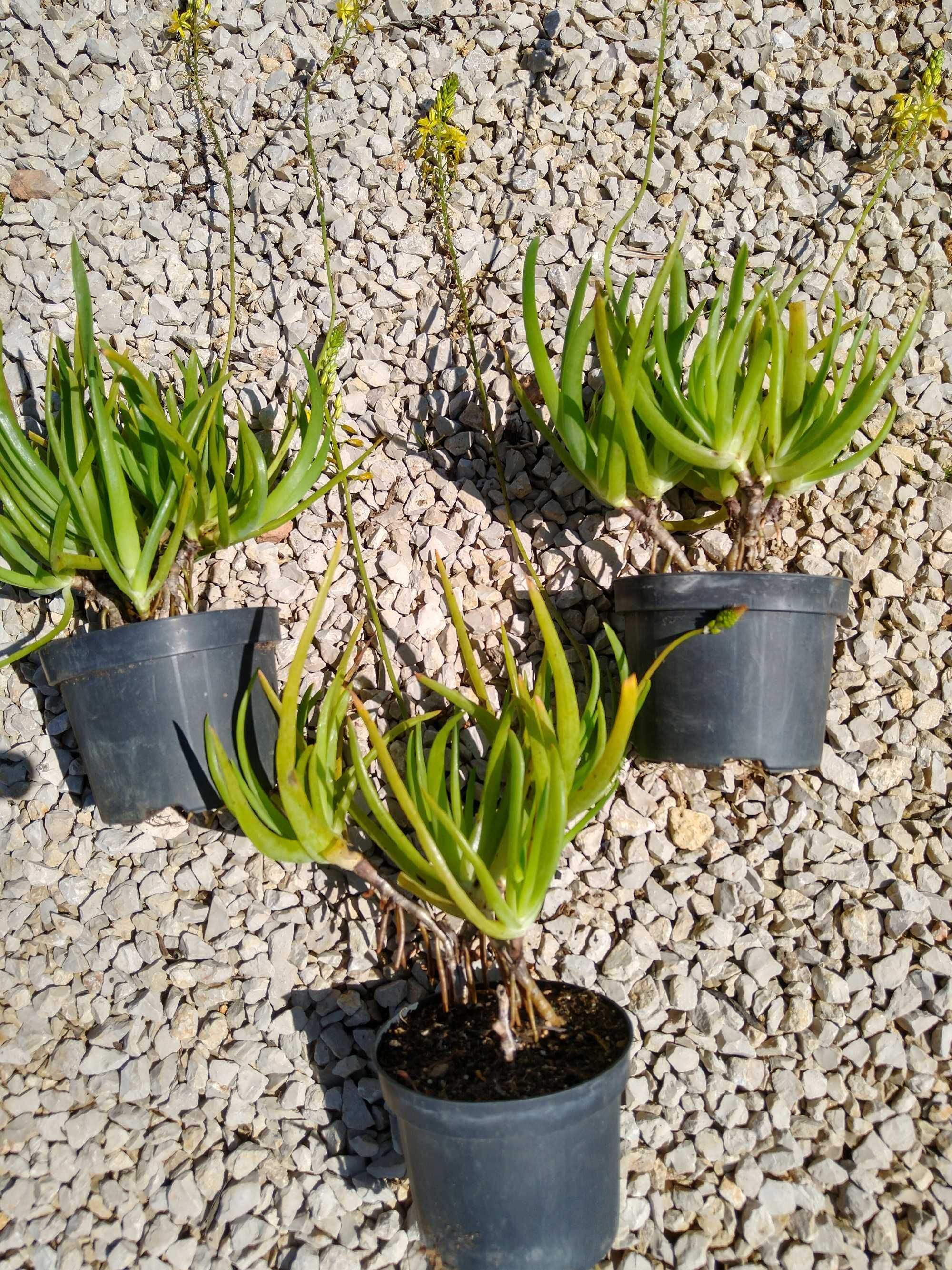 Plantas Bulbine frutescens