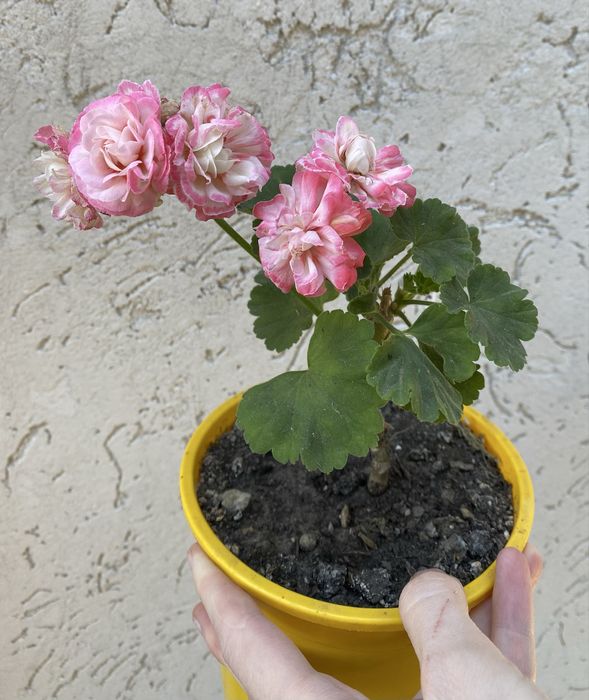 Пеларгонія з цвітом Fhishers applebossom, Pink Tarantula