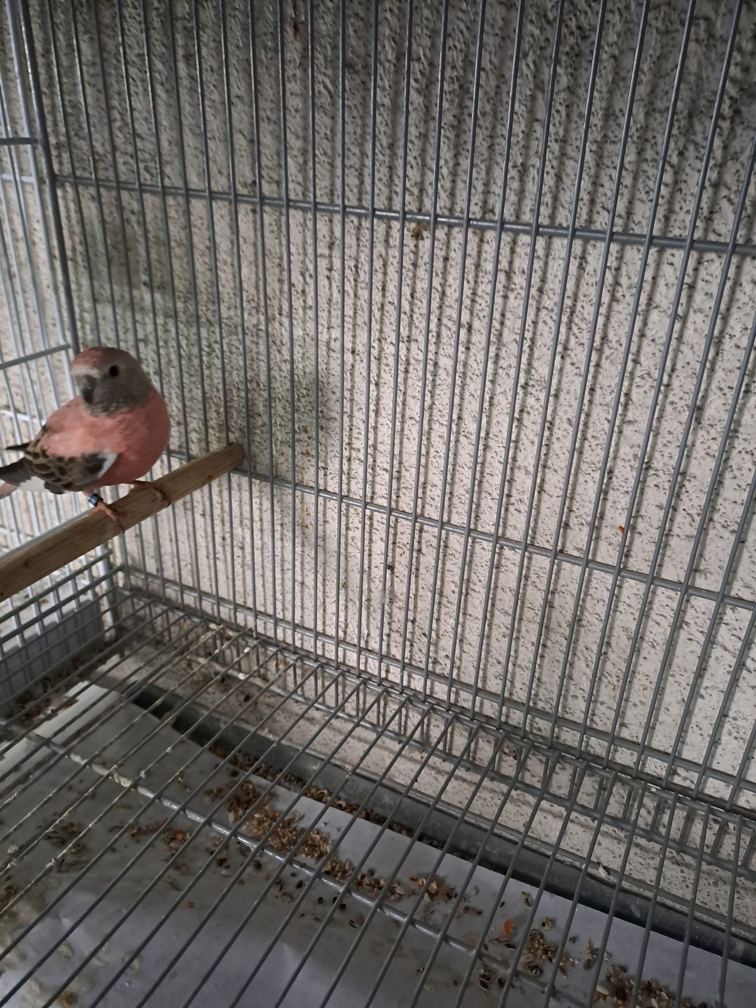 Várias aves disponíveis