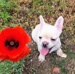 Bulldog Francês Platiniun