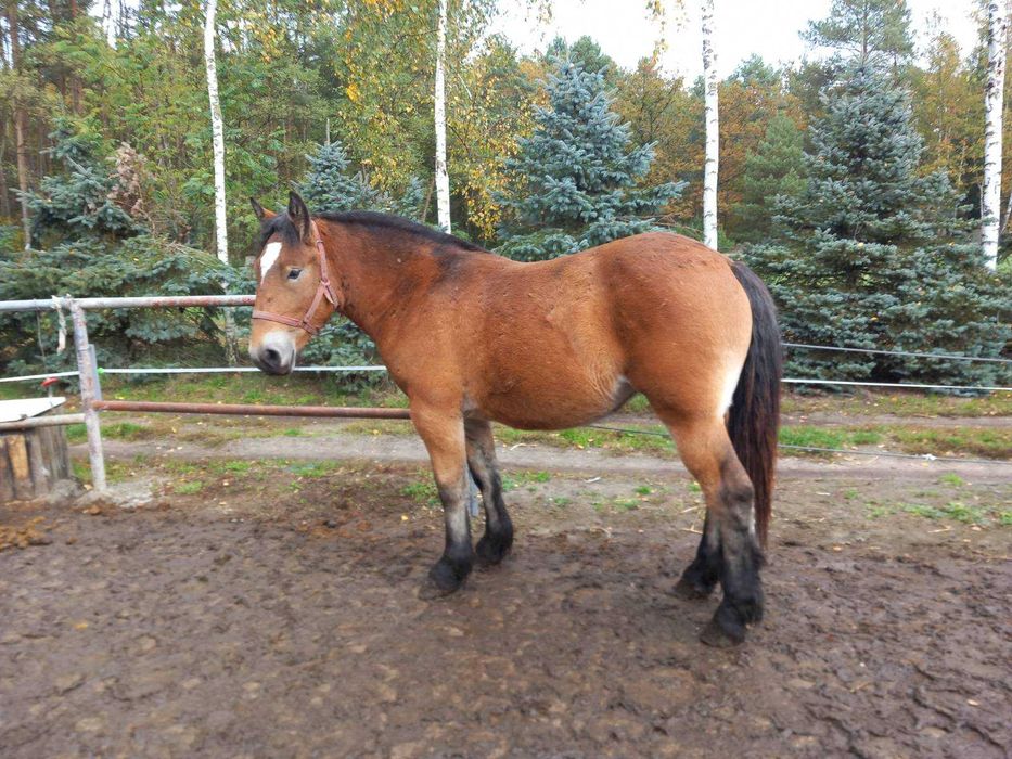 Młoda źrebica/klacz PKZ koń zimnokrwisty