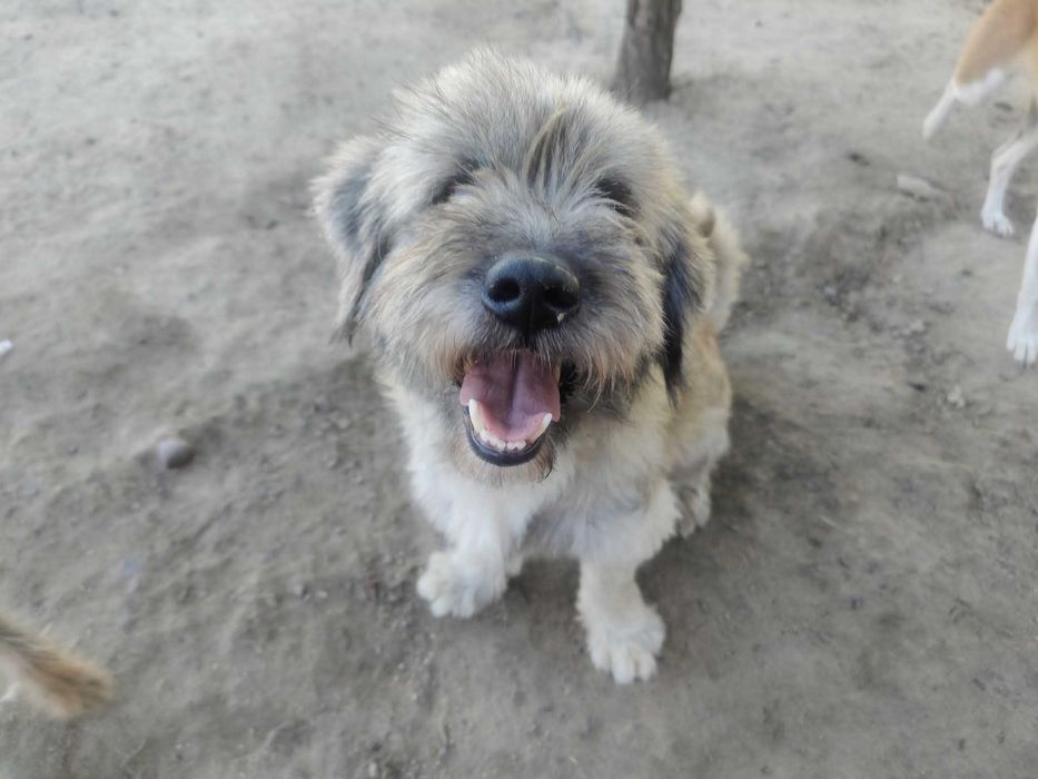 DREDZIK czeka na swój domek