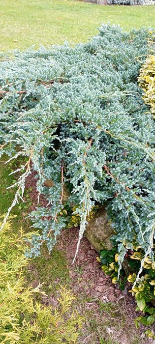 Jałowiec srebrny 3 kg świeży stroisz