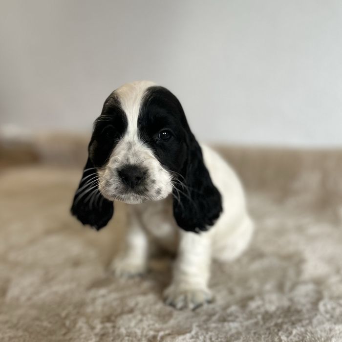 Cocker spaniel angielski