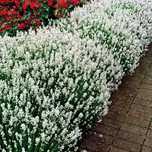 Lawenda biała White Fragrance sadzonka w doniczce P9 HURT DETAL