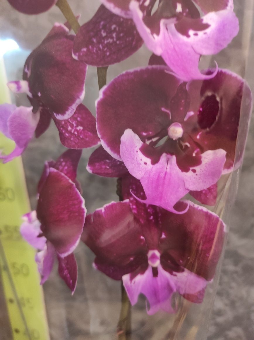 Орхідея фаленопсис,на подарунок,під замовлення, уцінка