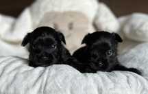 YORKSHIRE terrier black czarny :)