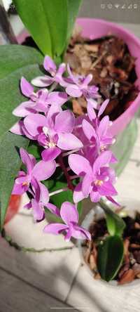 Орхідея еквестріс