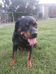Rottweiler suczka 3 letnia łaskawa