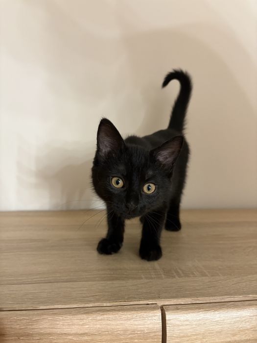 Віддам кошенят в добрі руки