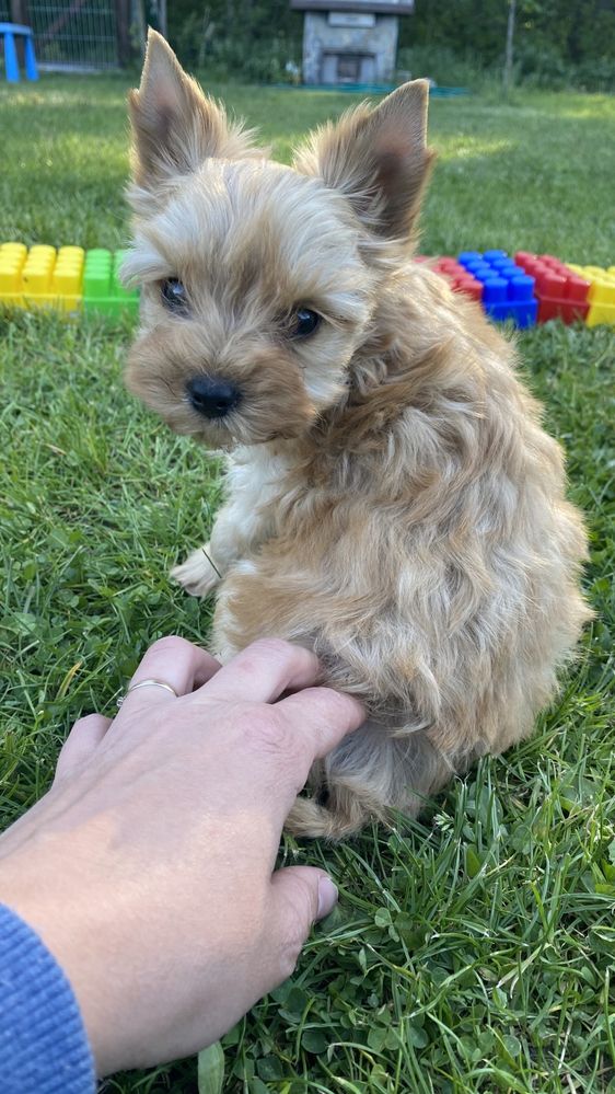 Golddust Yorkshire Terrier