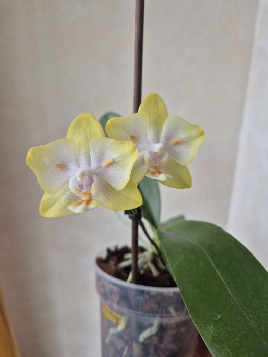 Орхідея. Phal. Yaphon Green Batman метелик. Квітне.