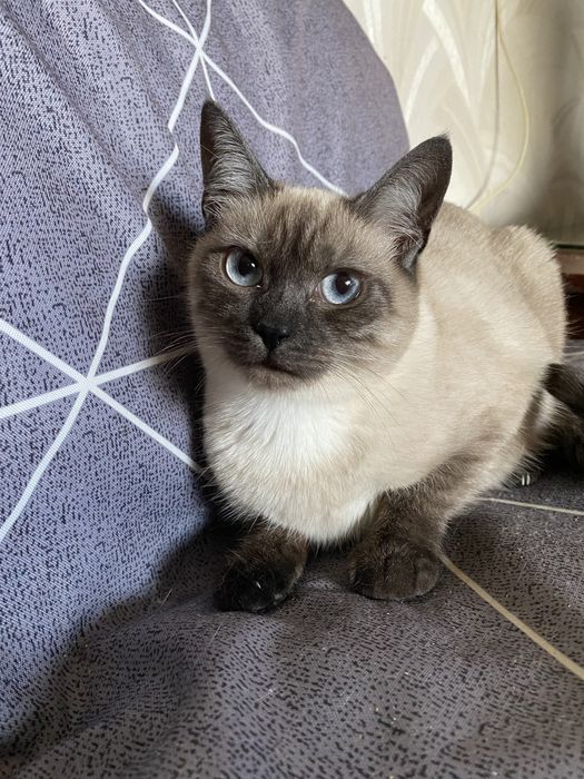 Кошеня в добрі руки