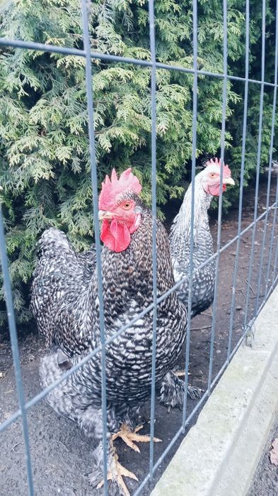 Koguty Kochiny tegoroczne.