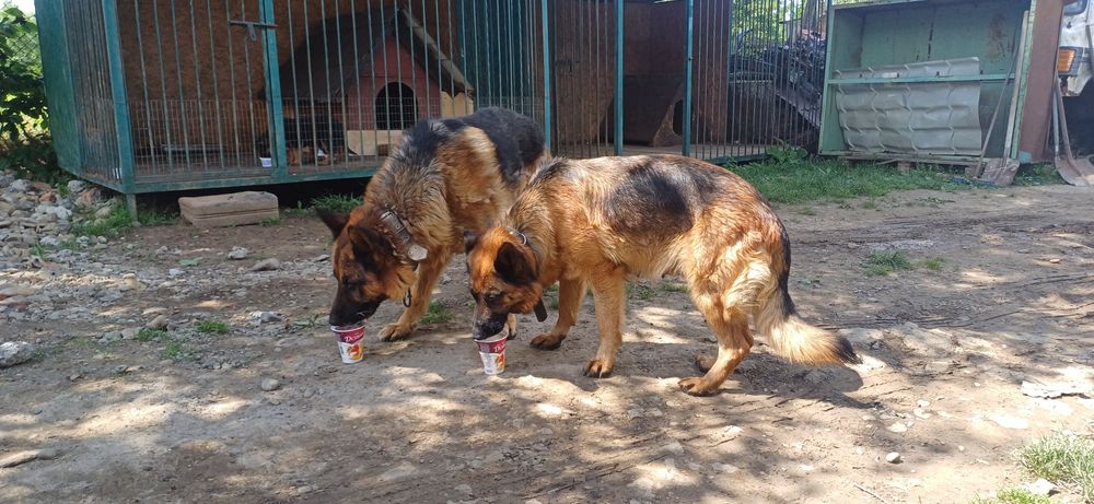 Чистокровні цуценята німецької вівчарки