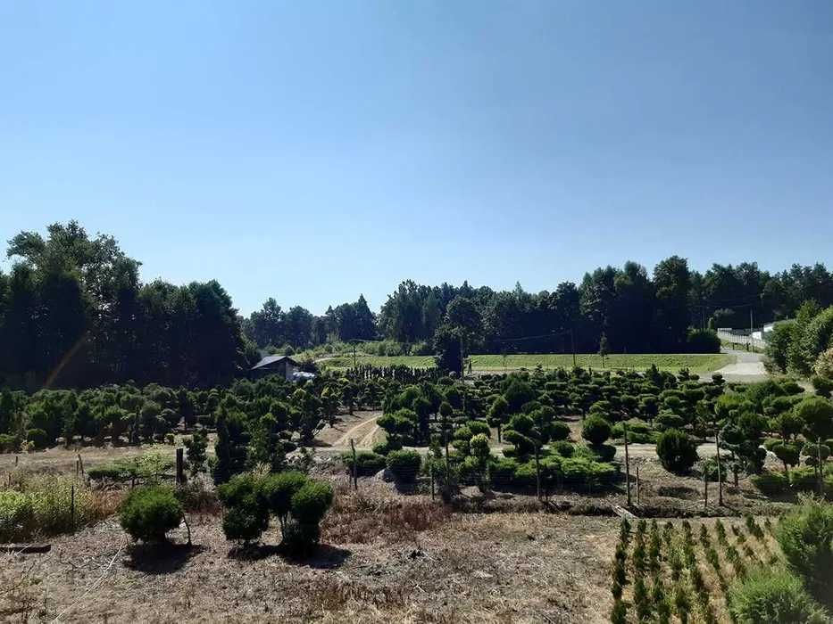 Drzewa i krzewy ozdobne formowane, bonsai, DUŻE OKAZY