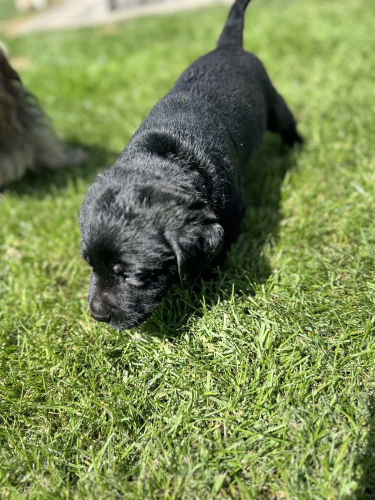 Labrador retriver miot A Afgan