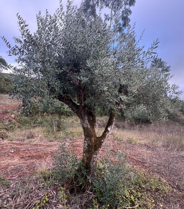 Vendo oliveira centenária