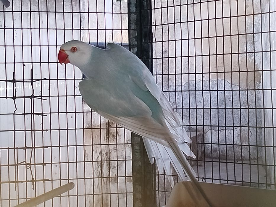 Ring neck fêmea azul lacewing