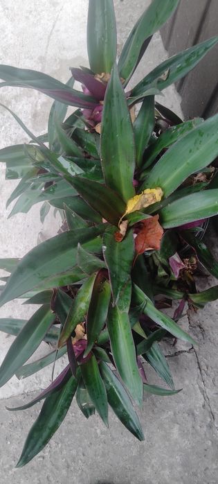 Вазон Рео Традесканція