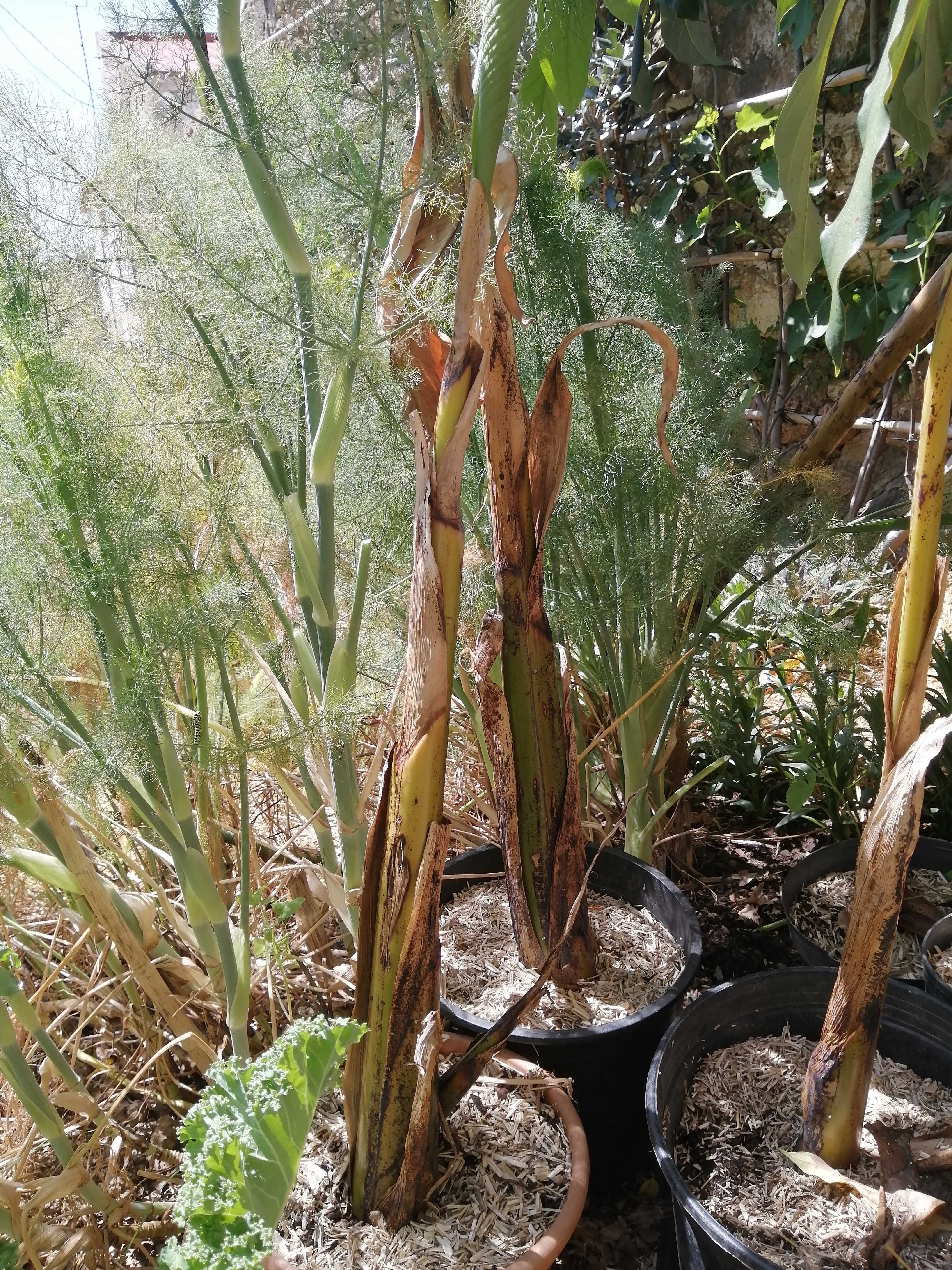 bananeira do congo e rosa