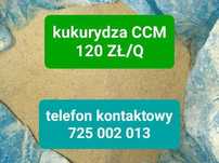 Kukurydza Zakiszana Mielona CCM Big Bag Kiszone Ziarno Kukurydzy F-RA