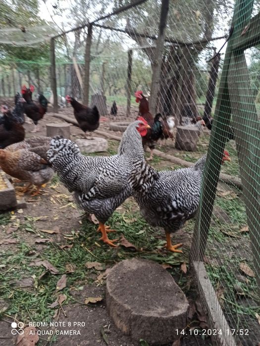 Півні Лівенська ситцева