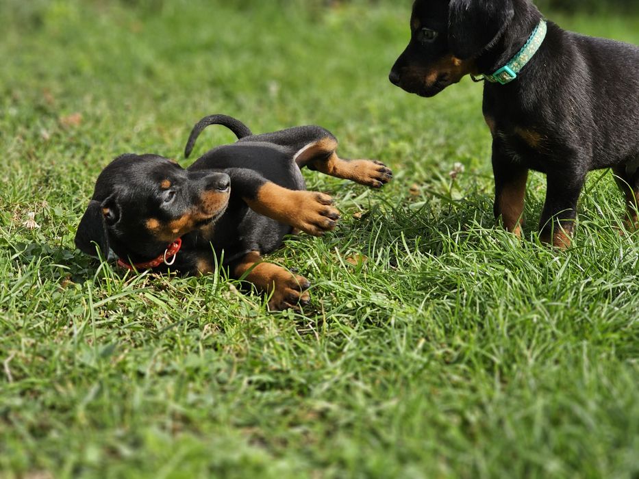 Doberman suczka Morgana