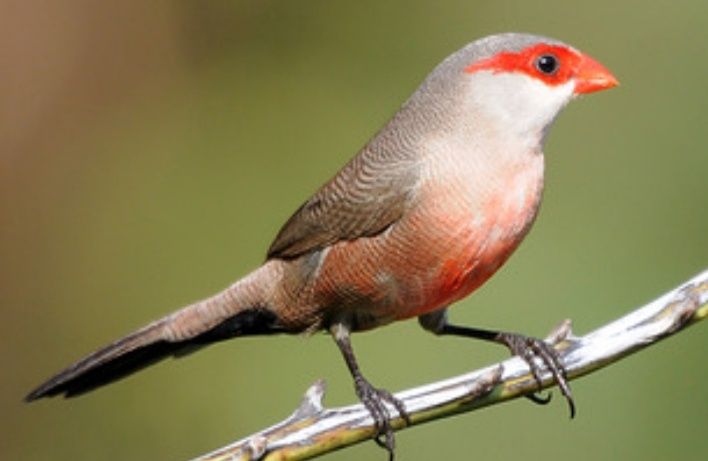 Aves exóticas desde 3€ (kakarikis, mandarins, periquitos, lacres e +)