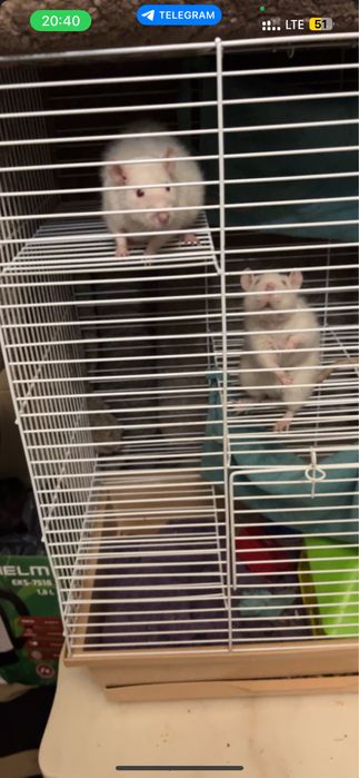 Продаються 2 криски