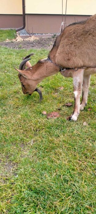 koza 3 letnia mleczna