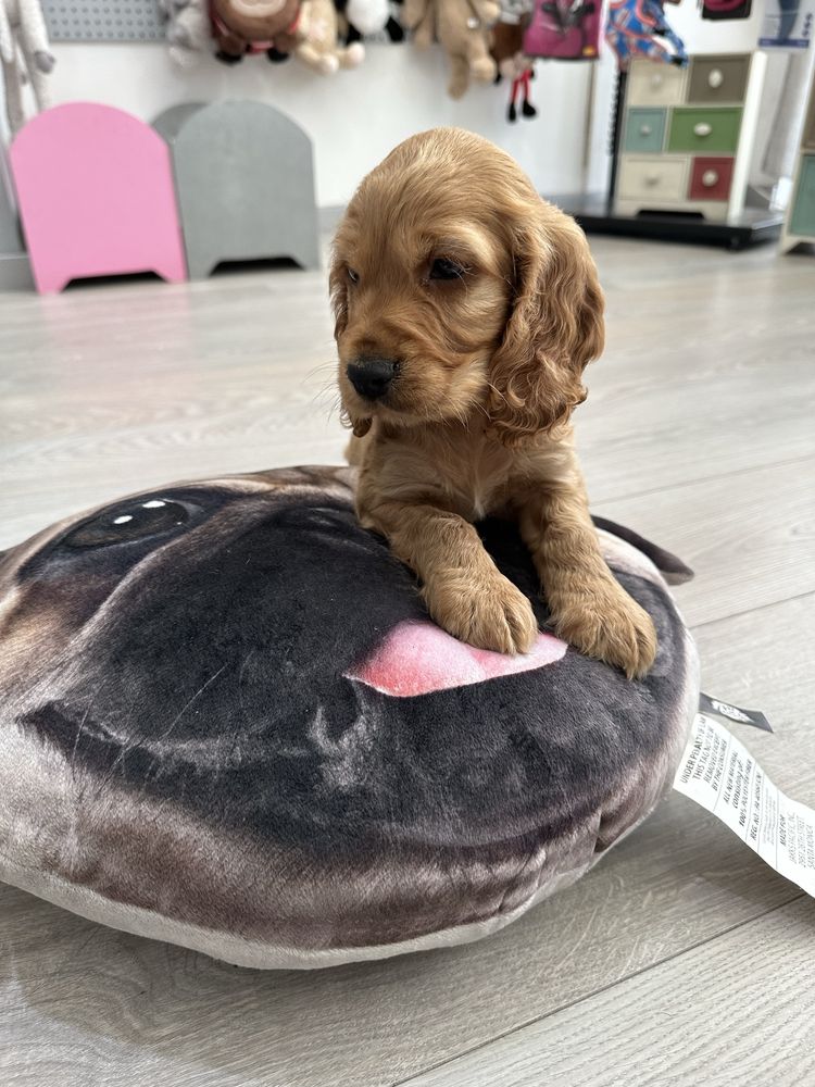 Cocker menino  lindo