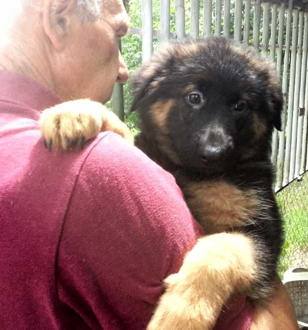 Щенки с документами