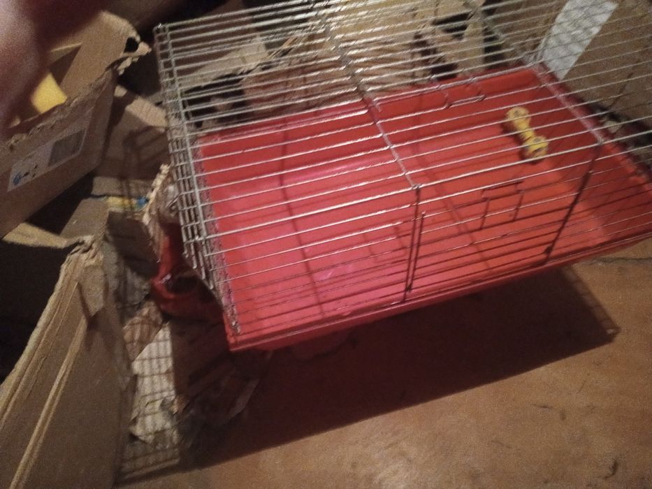 Duża klatka na krulika