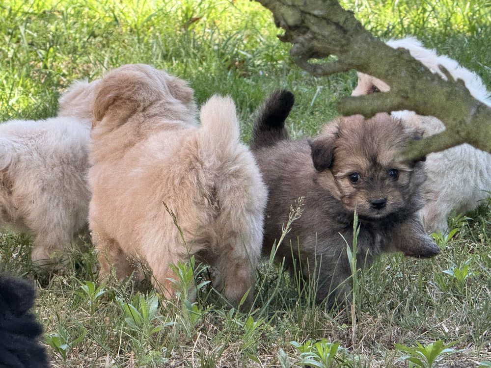 Pomapoo hybryda pudel miniaturowy pomeranian nie maltipoo