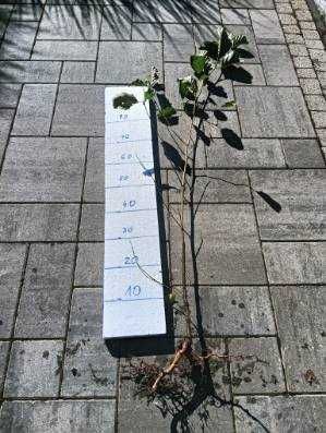 Olsza czarna na zalesienia sadzonki 80-100cm